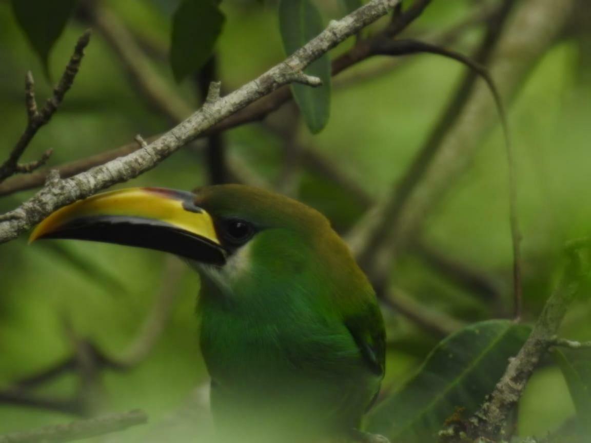 Paraiso Verde Chijou Ngoại thất bức ảnh